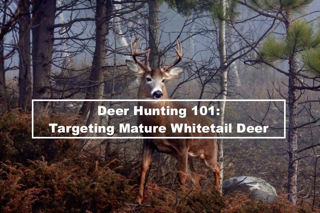 Deer Hunting 101: Targeting Mature Whitetail Deer