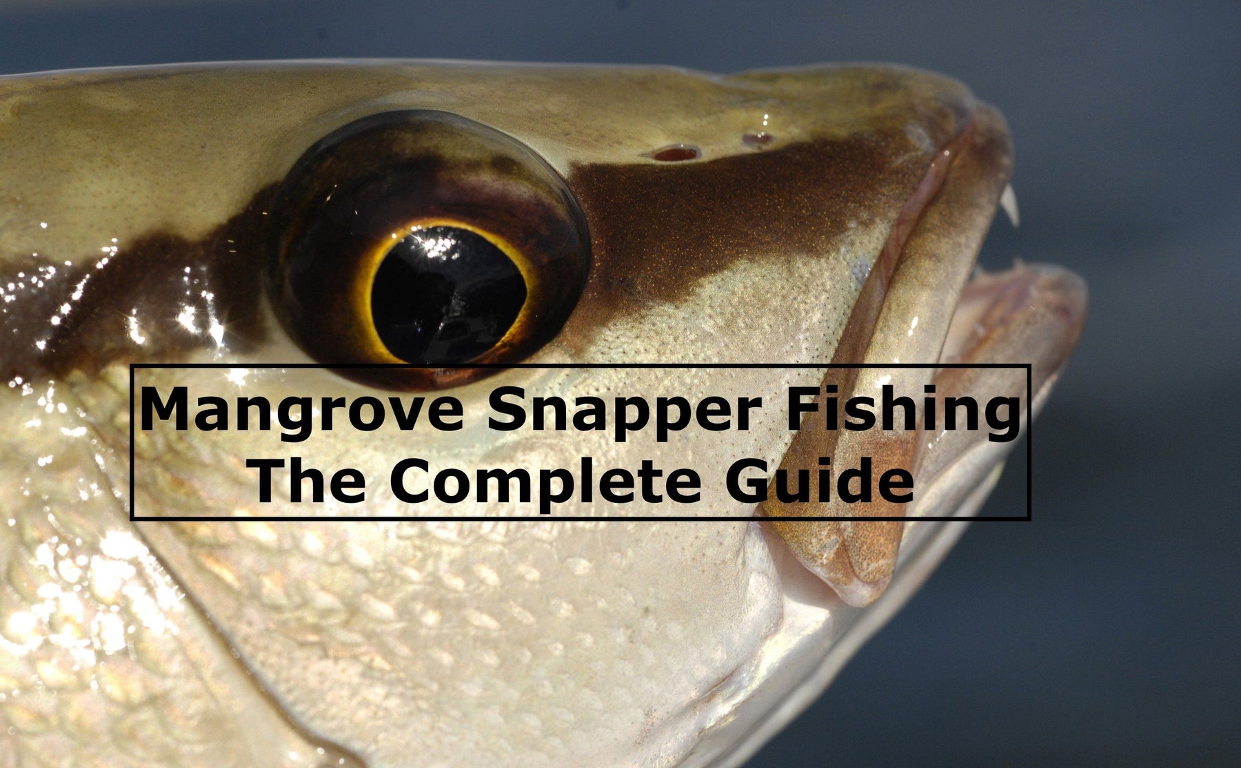 Mangrove Snapper Fishing: Thre Complete Guide