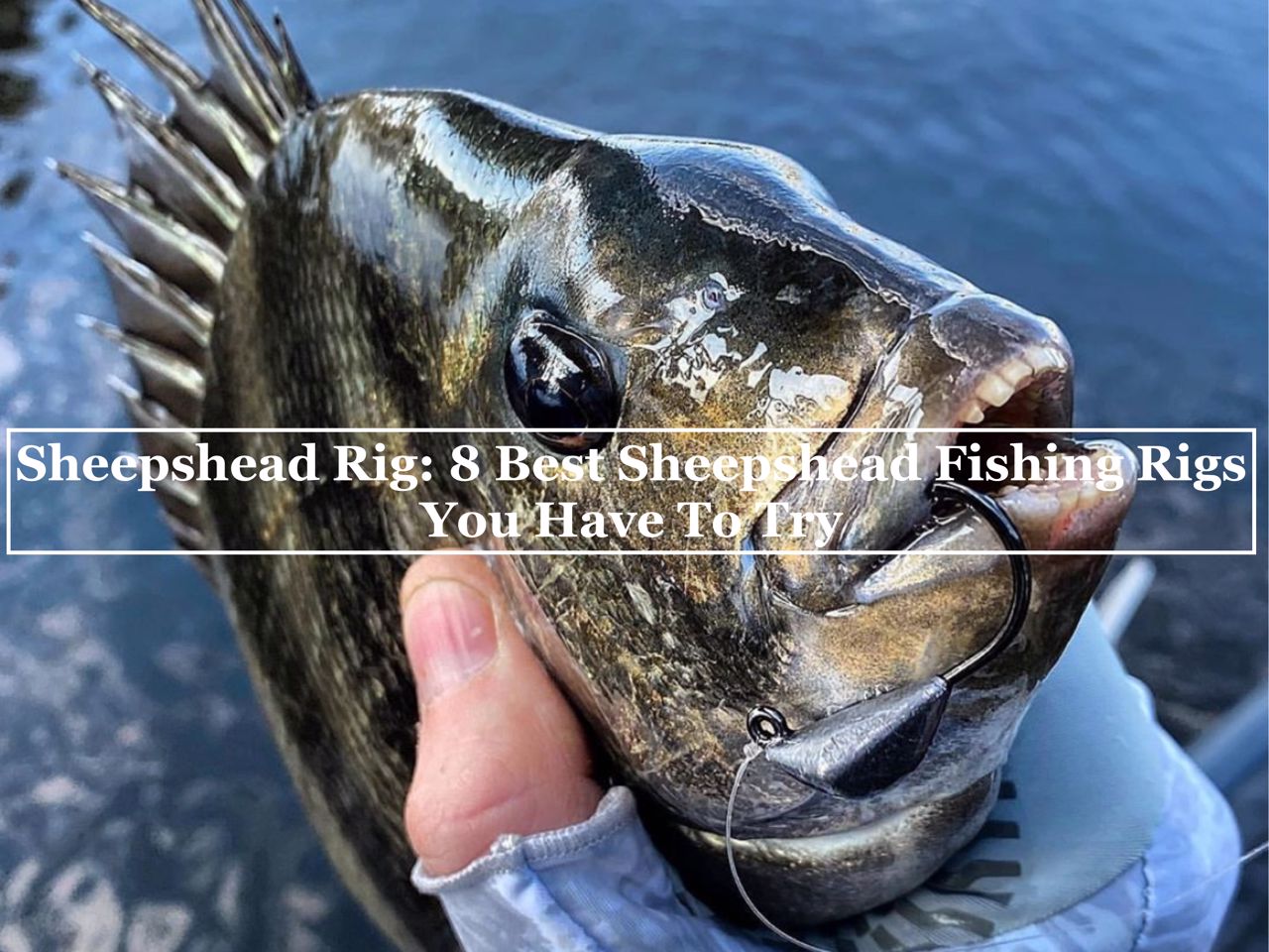 Sheepshead Rig- 8 best sheepshead fishing rigs