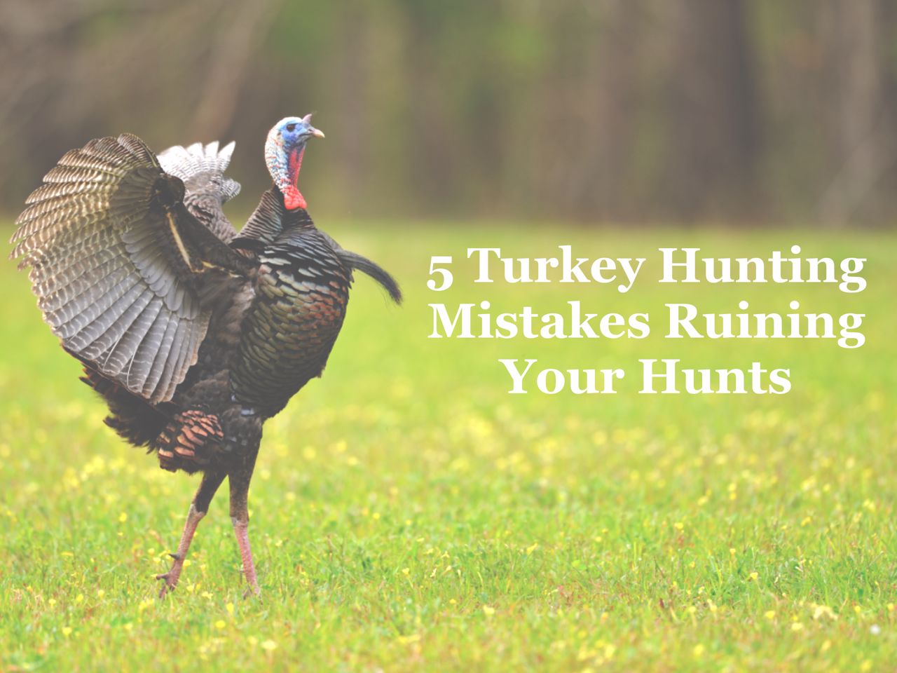 5 Turkey Hunting Mistakes Ruining Your Hunts