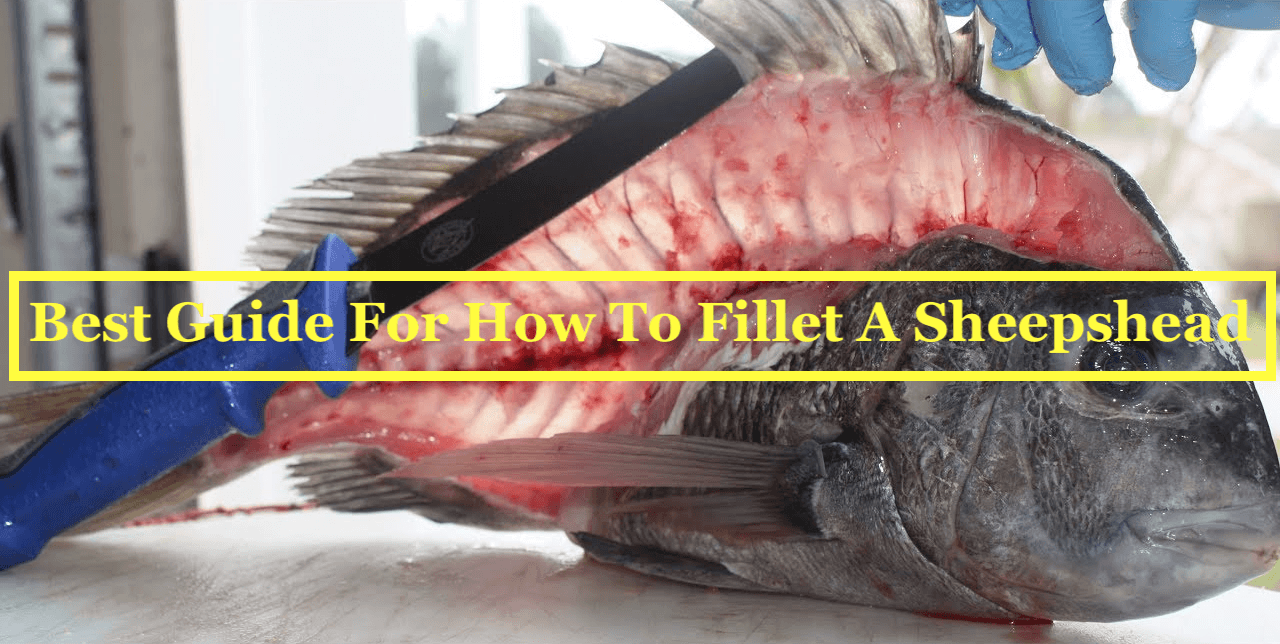 Best Guide For How To Fillet A Sheepshead