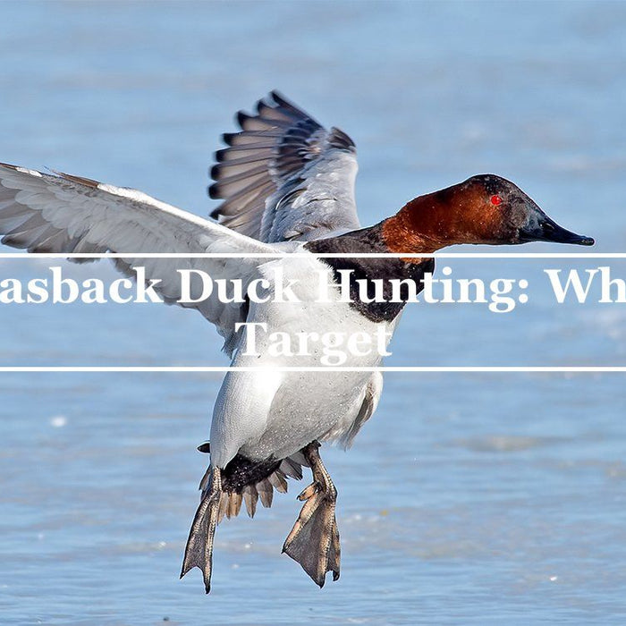 Canvasback Duck Hunting: What To Target