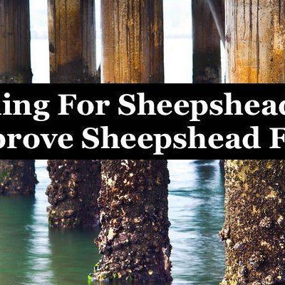 Chumming For Sheepshead: Ways To Improve Sheepshead Fishing
