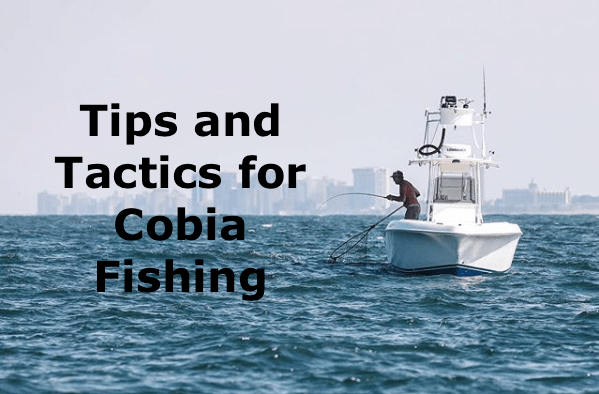 Cobia Fishing: Tips and Tricks for the everyday fisherman