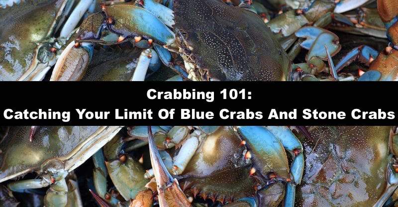 Crabbing 101: Catching Your Limit Of Blue Crabs And Stone Crabs– Hunting  and Fishing Depot