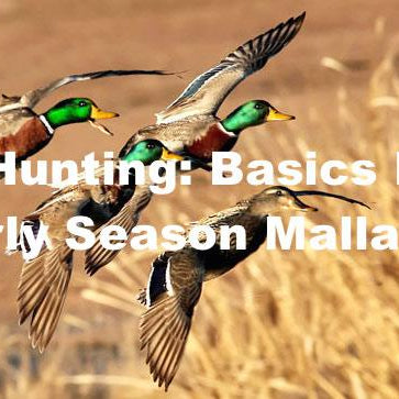 Waterfowl Hunting: Basics For Hunting Early Season Mallards