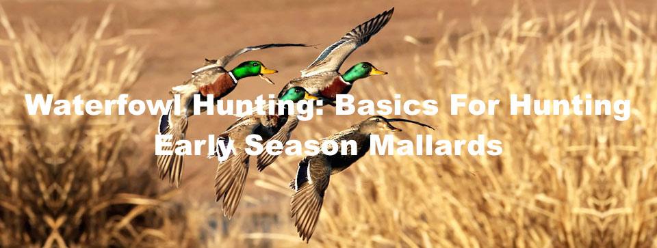 Waterfowl Hunting: Basics For Hunting Early Season Mallards