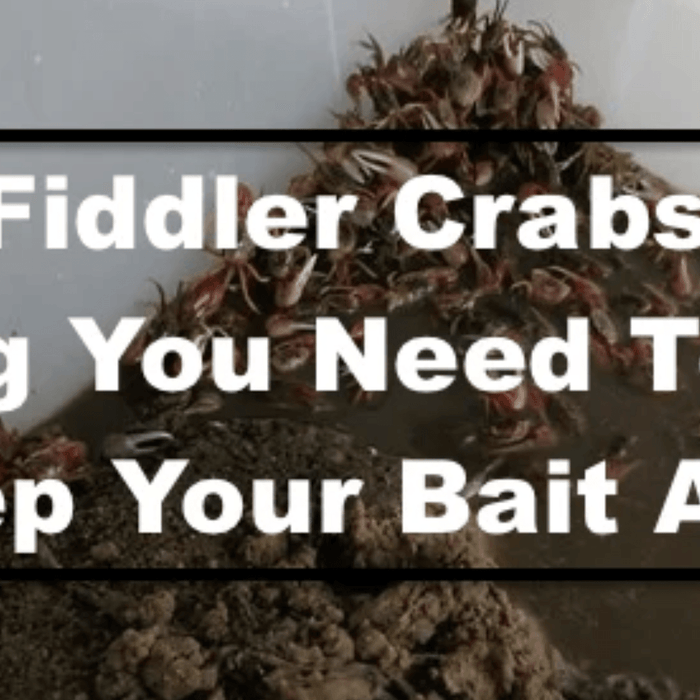 Fiddler Crabs: Everything you need to know to keep your bait alive
