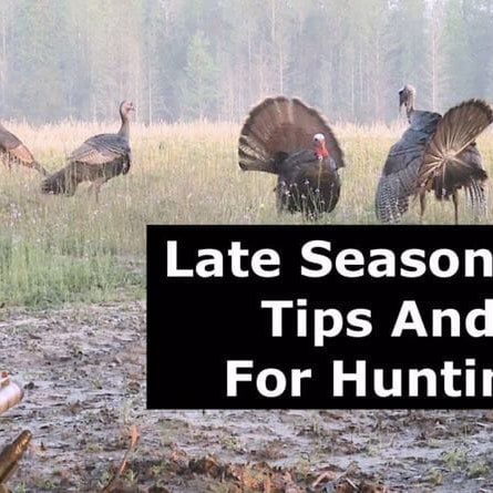Hunting Late Season Gobblers -Tactics And Gobbler Calling