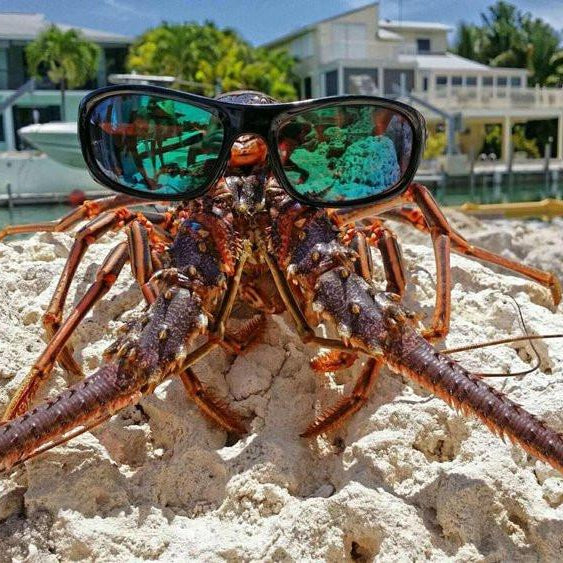 Lobster with glasses