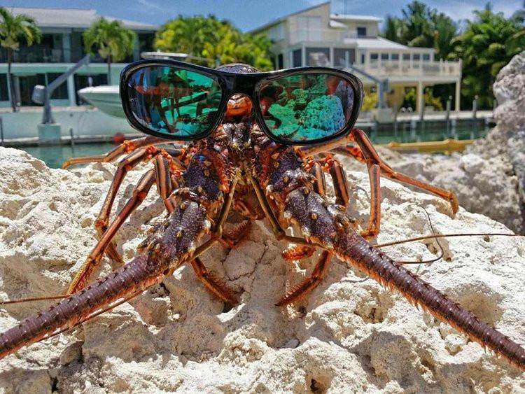 Lobster with glasses