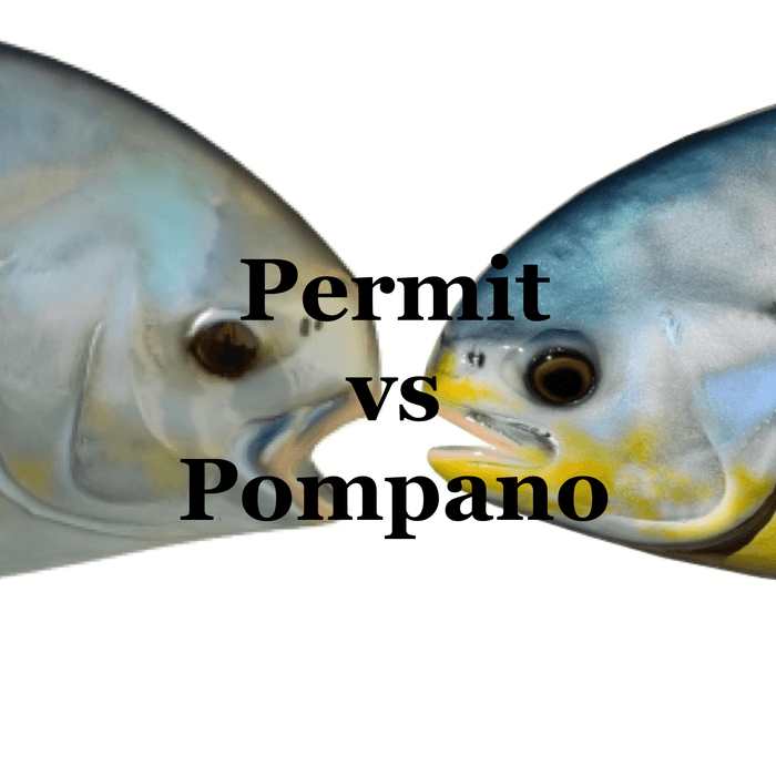 Permit vs Pompano: Can You Tell The Difference?