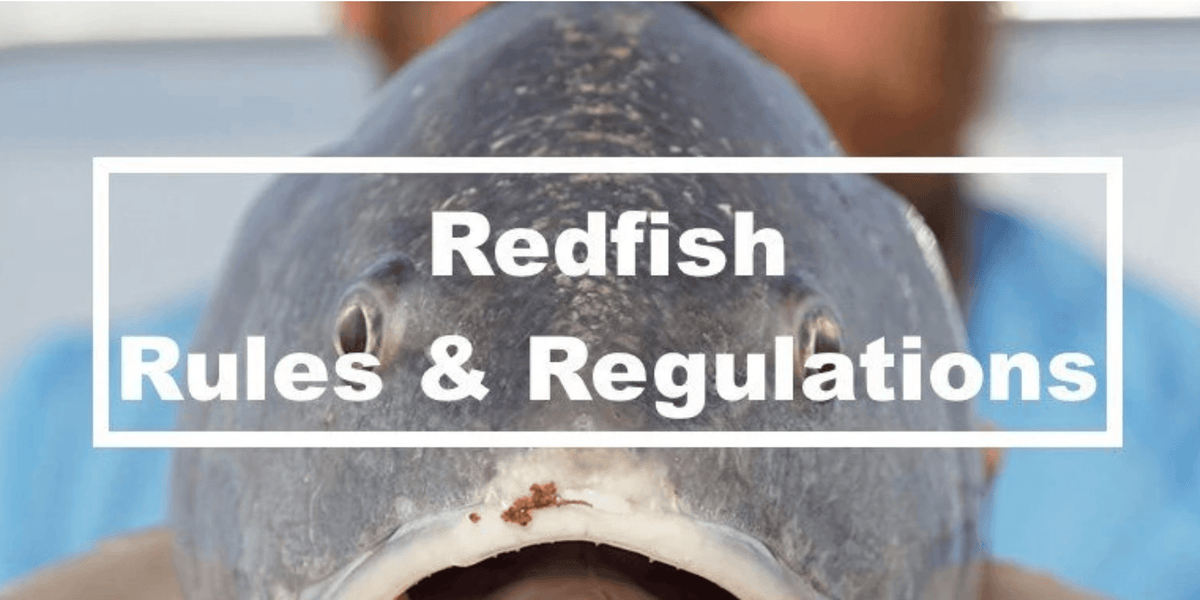 20+ Florida Red Fish Size Limits
