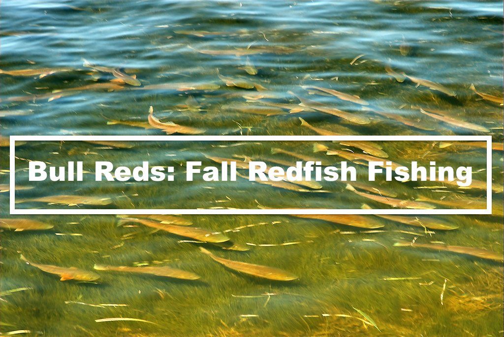 Bull Reds | Running Of The Bulls | Fall Redfish Fishing