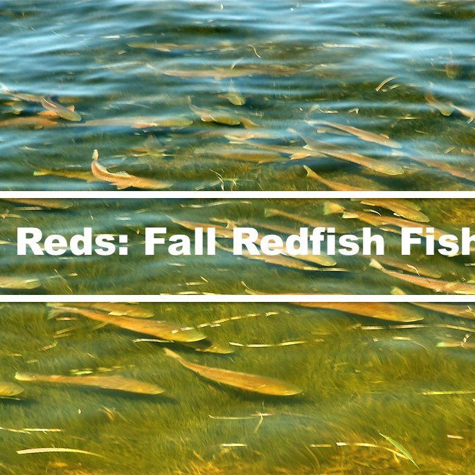 Bull Reds | Running Of The Bulls | Fall Redfish Fishing