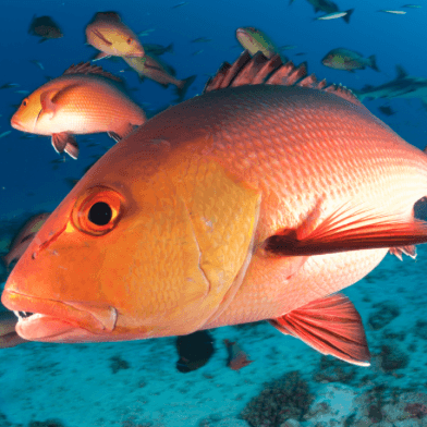 The Red Snapper Controversy