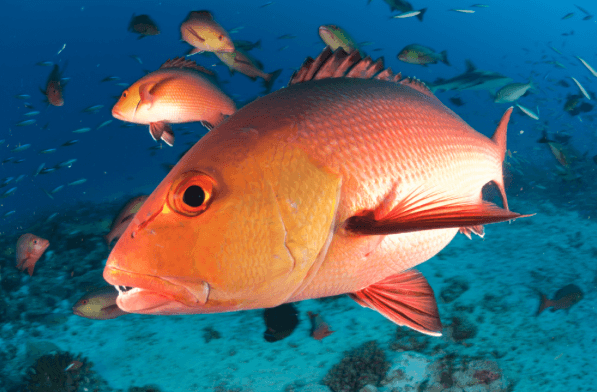 The Red Snapper Controversy