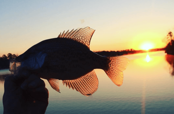 Sunset Crappie from Instagram