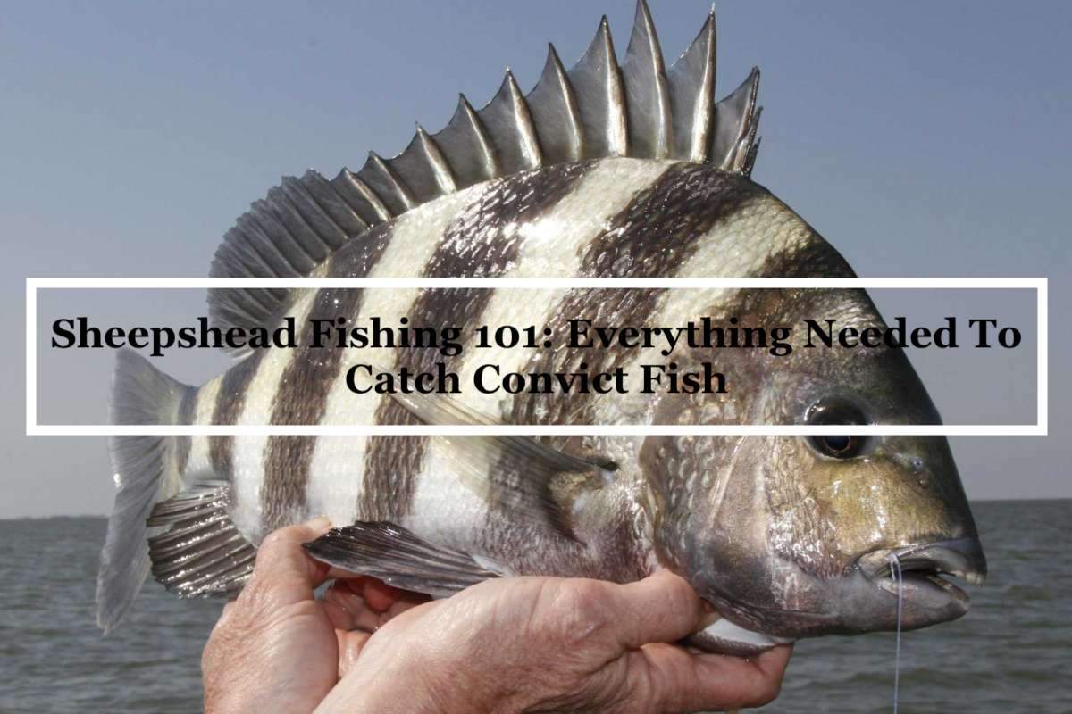 Sheepshead Fishing 101: Everything Needed To Catch Convict Fish