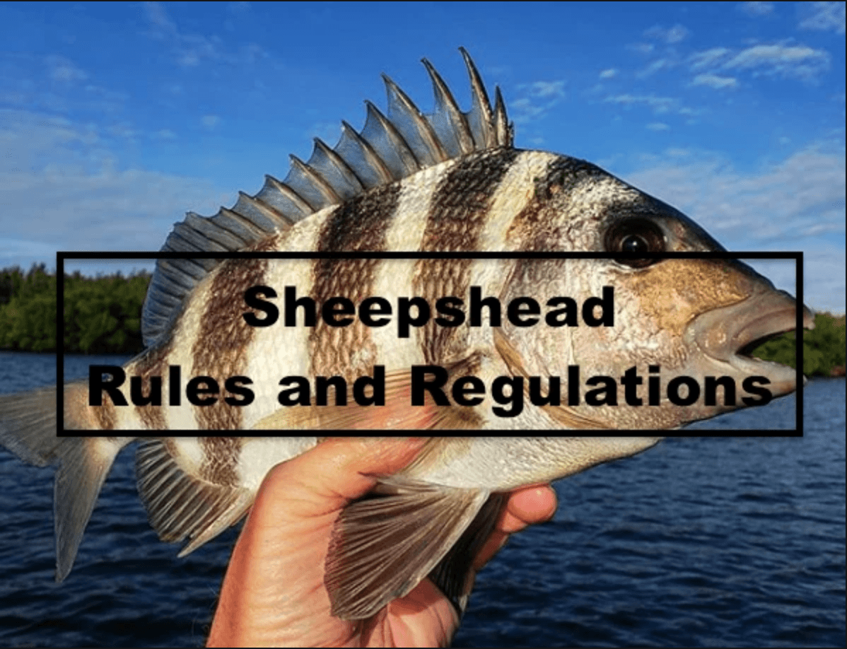 Sheepshead Regulations and Rules