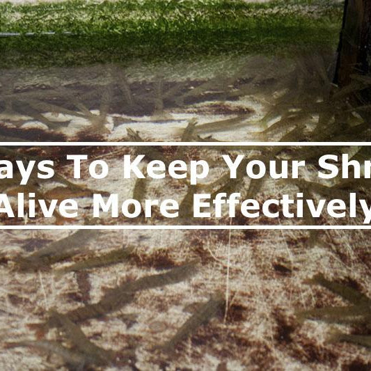 3 Ways To Keep Your Live Shrimp Alive
