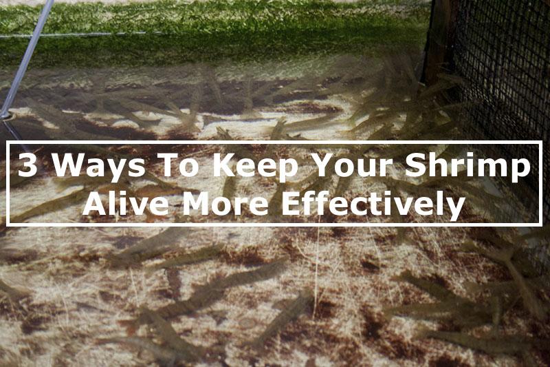 3 Ways To Keep Your Live Shrimp Alive