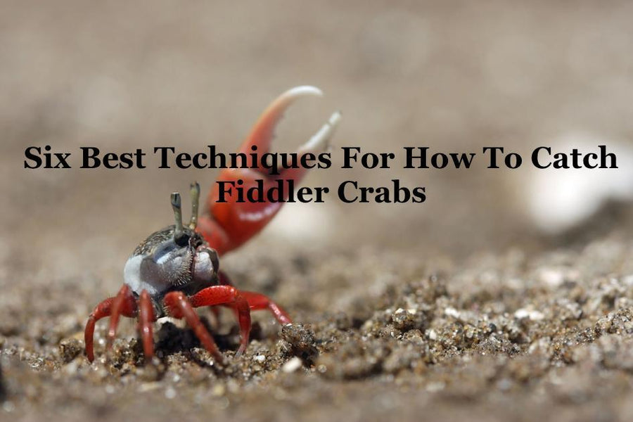 Six Best Techniques For How To Catch Fiddler Crabs– Hunting and