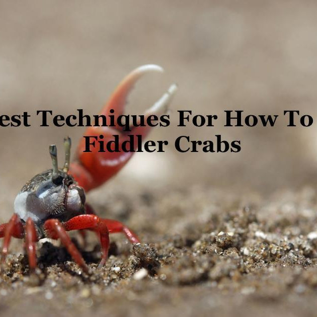 Six Best Techniques For How To Catch Fiddler Crabs