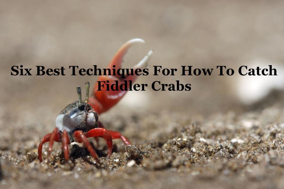 Six Best Techniques For How To Catch Fiddler Crabs