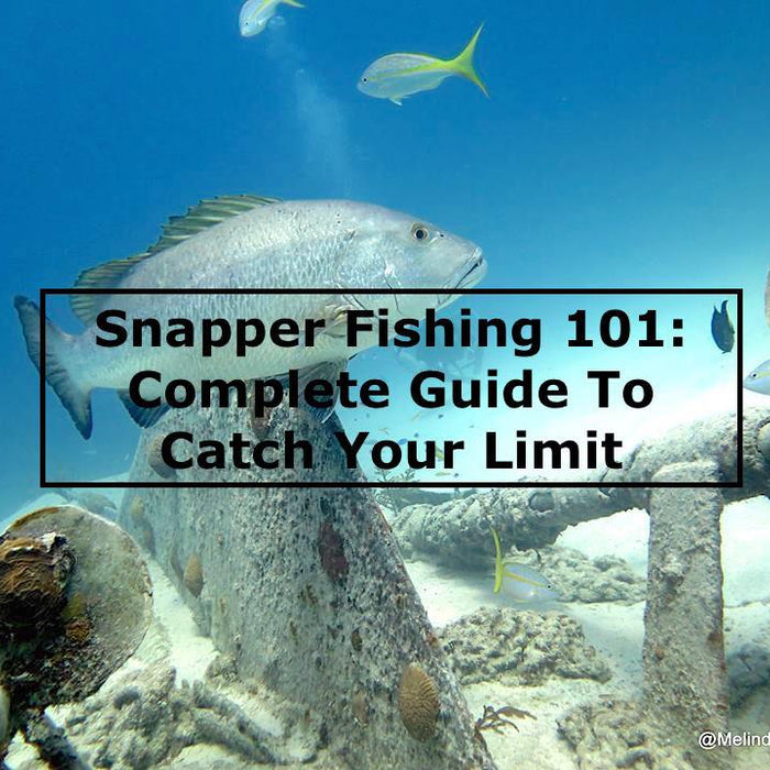 Snapper Fishing 101: Complete Guide To Catching Your Limit