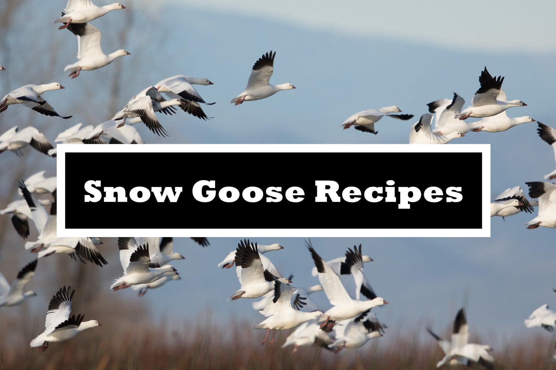 Snow Goose Recipes