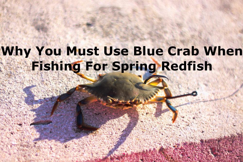 Blue Crabs For Spring Redfish
