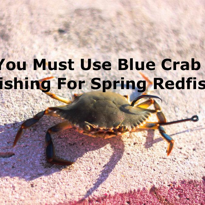 Blue Crabs For Spring Redfish