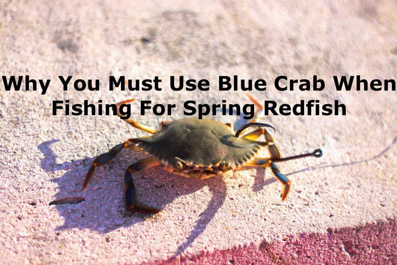 Blue Crabs Are Essential For Spring Redfish– Hunting and Fishing Depot