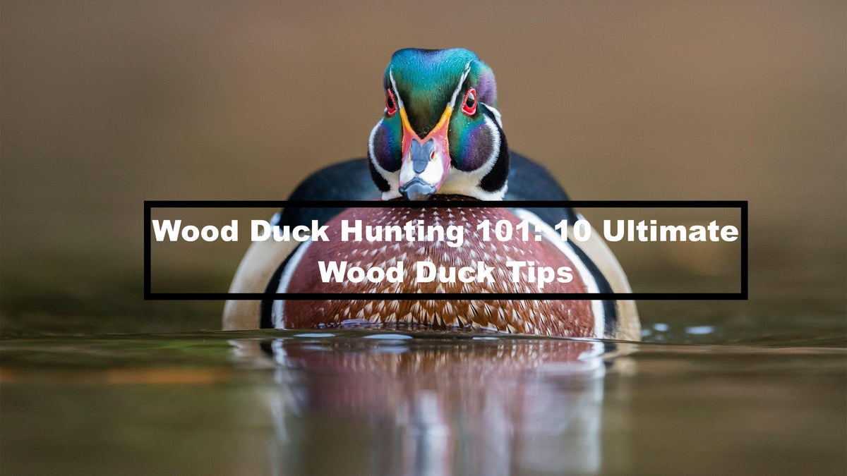 Wood Duck Hunting 101: 10 Ultimate Wood Duck Tips– Hunting and Fishing ...
