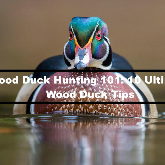Wood Duck Hunting 101: 10 Ultimate Wod Duck Tips