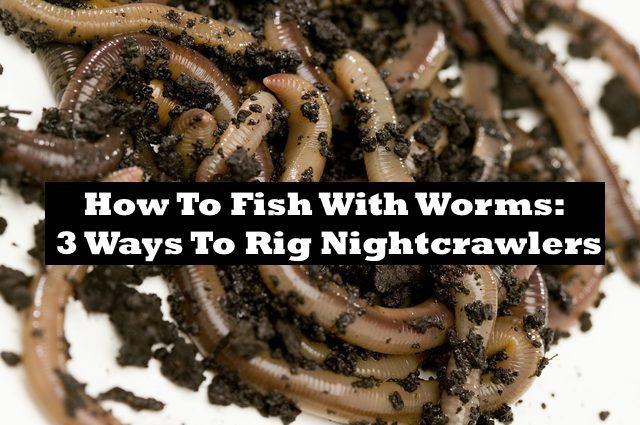 3 ways to rig nightcrawlers