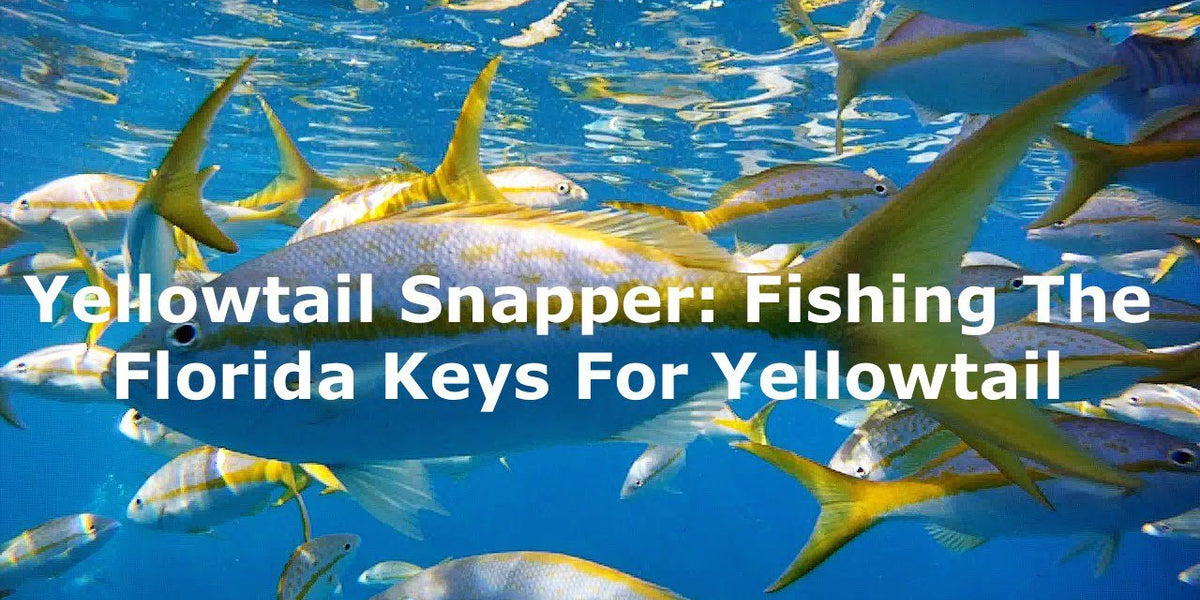 Yellowtail Snapper Fishing In The Florida Keys– Hunting and