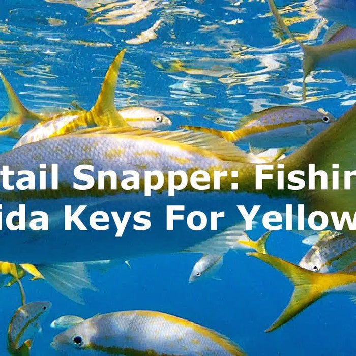 Yellowtail Snapper: Fishing The Florida Keys For Yellowtail