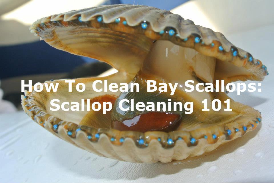 How to clean scallops: Scallop cleaning 101