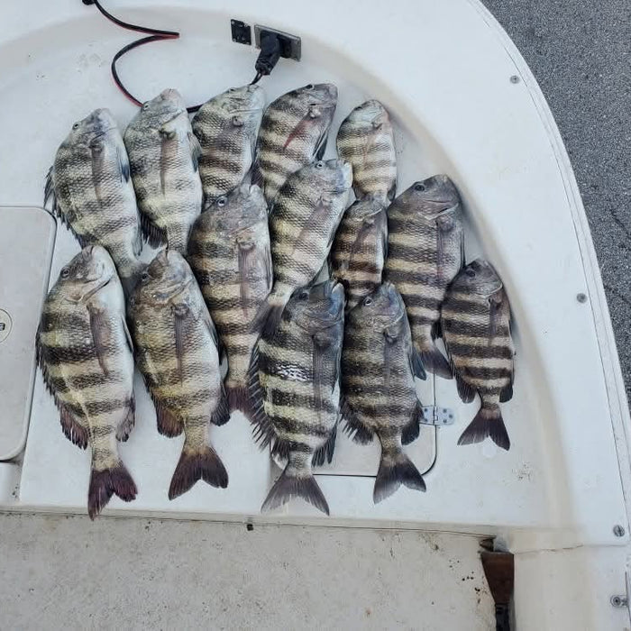 Boat deck full of sheepshead caught on jigs