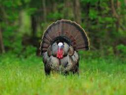 Turkey Hunting
