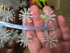 1" Ice Urchins | Crappie Baits & Ice Fishing Baits - photo 3