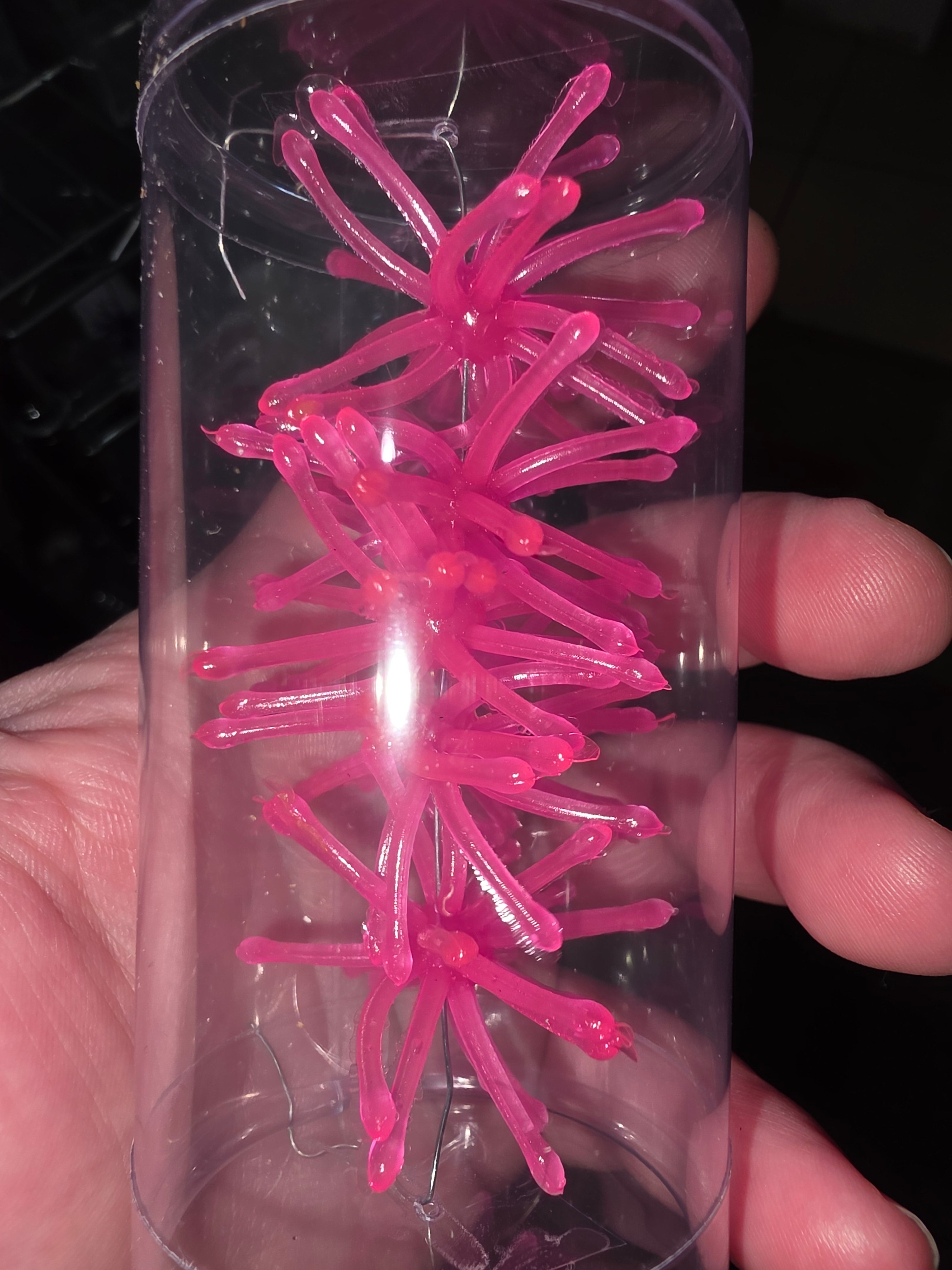 1.75" Super Crappie Urchins