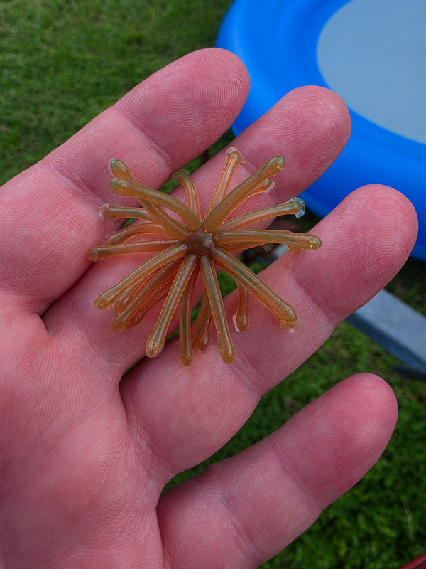 1.75" Super Crappie Urchins