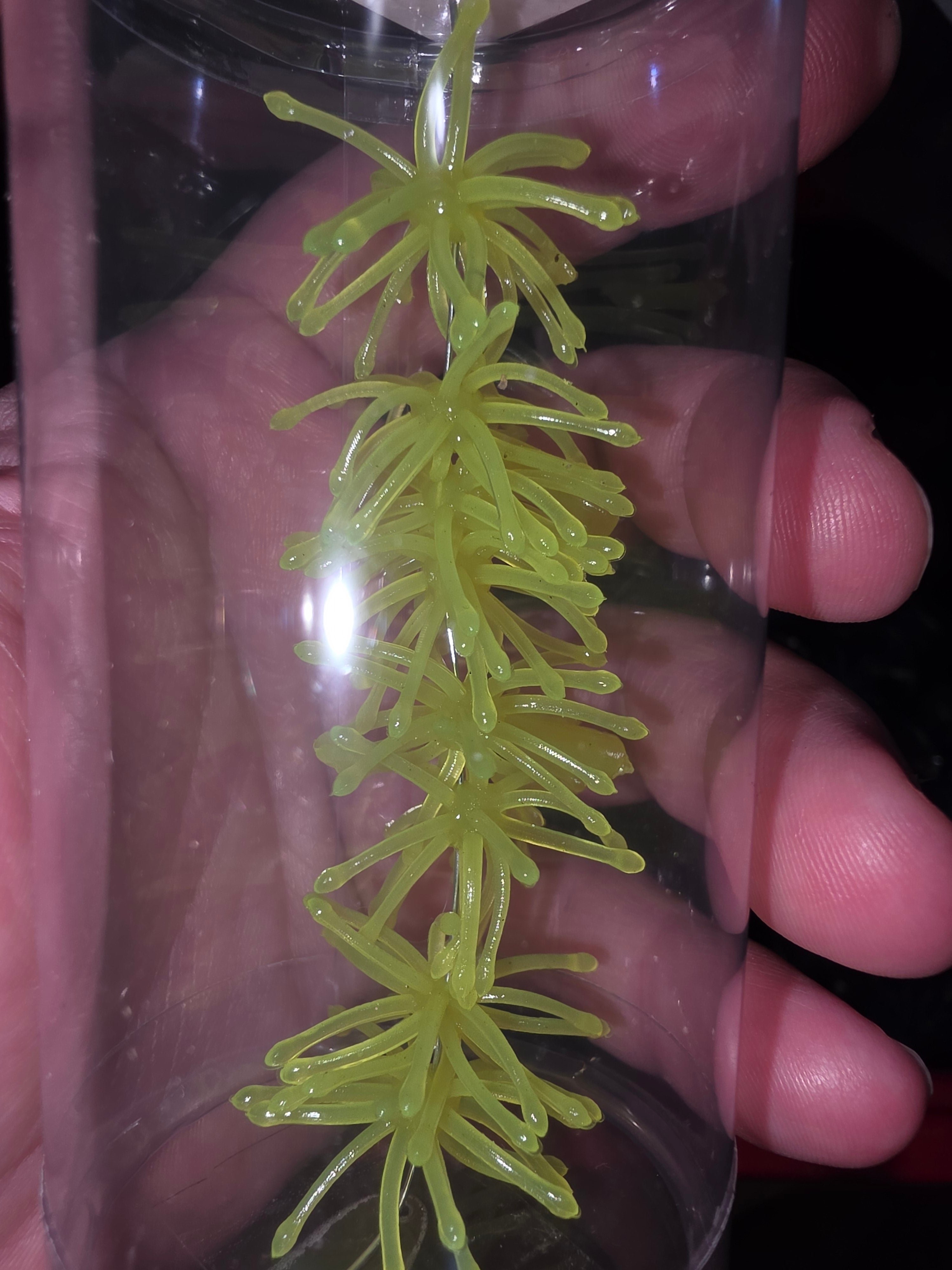 1.25" Super Panfish Urchins