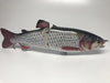 The Broken Back Trout™ Swimbait Glider - Hunting and Fishing Depot
