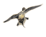 Flying Pintail Decal | East Coast Waterfowl - Hunting and Fishing Depot