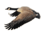 Flying Goose Decal | East Coast Waterfowl - Hunting and Fishing Depot